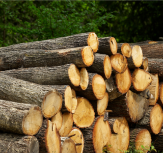 A stack of oak logs