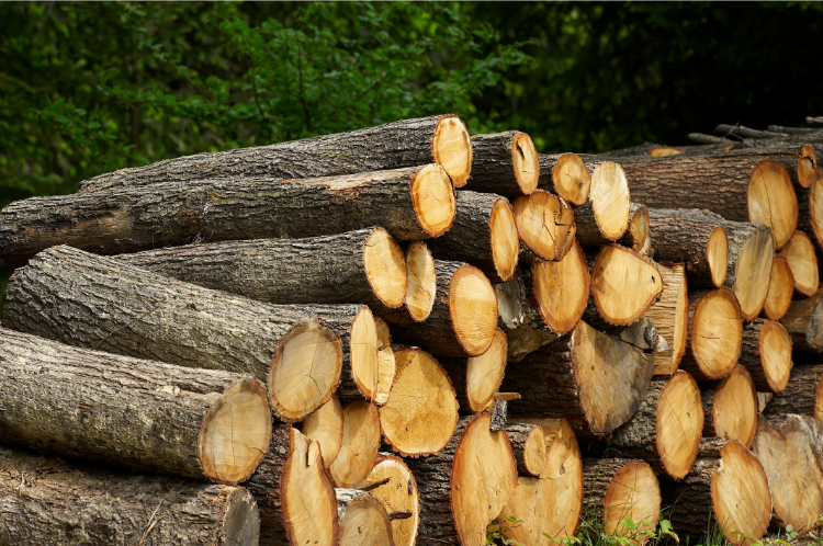 A stack of oak logs