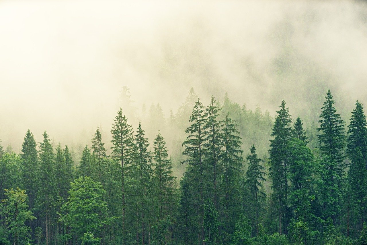 Green forest with rain, fog and mist coving half of the trees