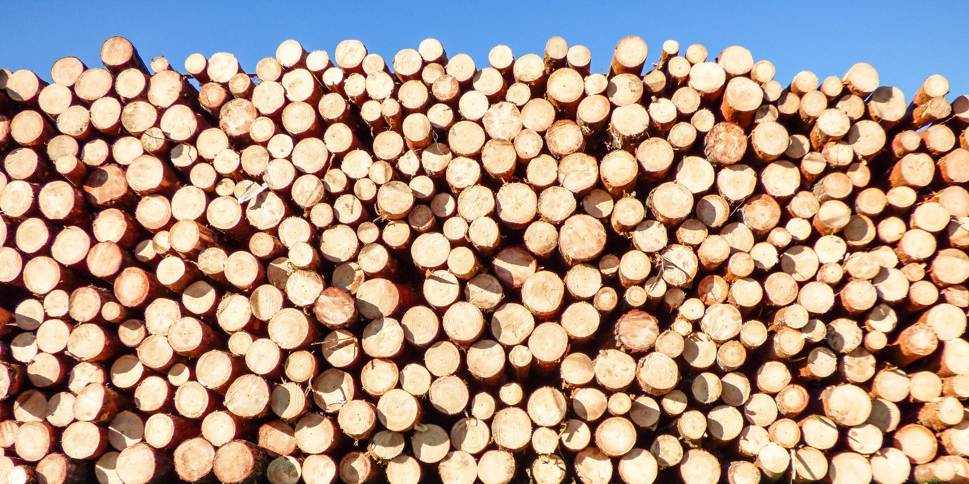 large amount of recently cut logs piled neatly on top of each other under a blue sky