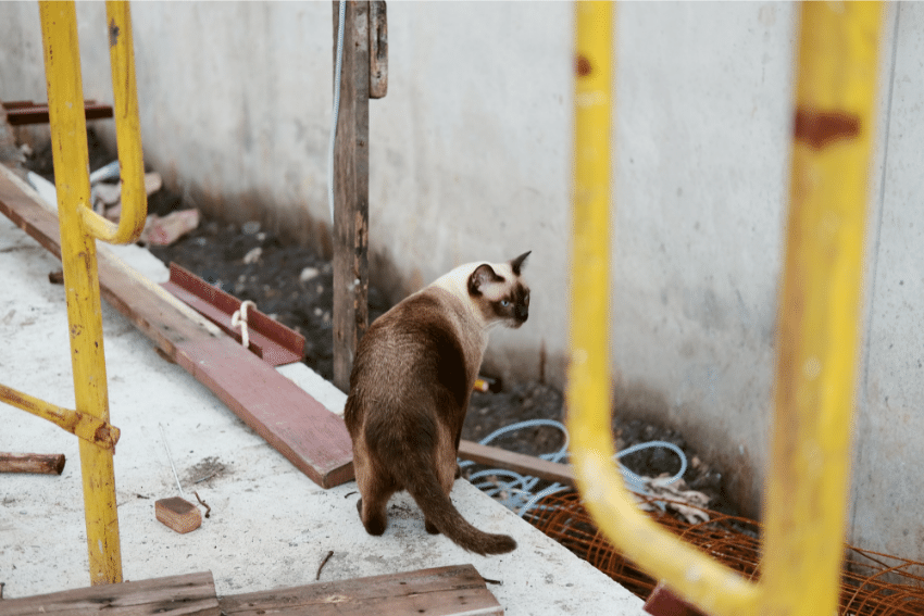 Cat on construction site